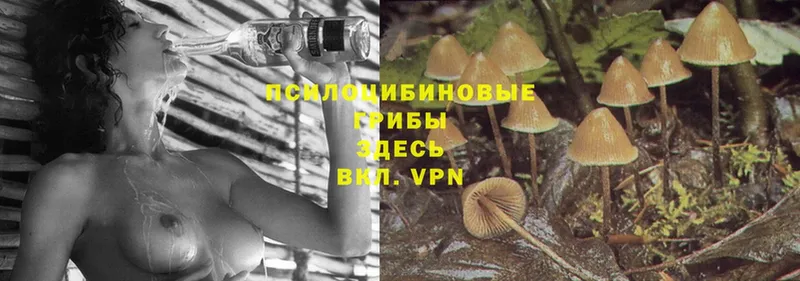 что такое наркотик  Очёр  Псилоцибиновые грибы Cubensis 